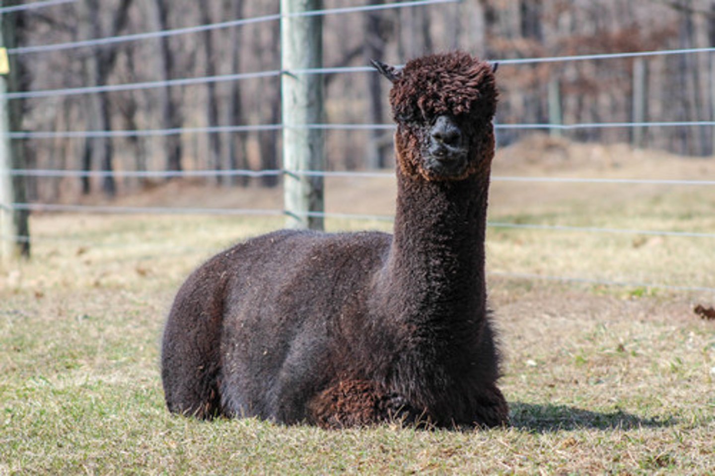 <p>Describe the position of this camelid</p>