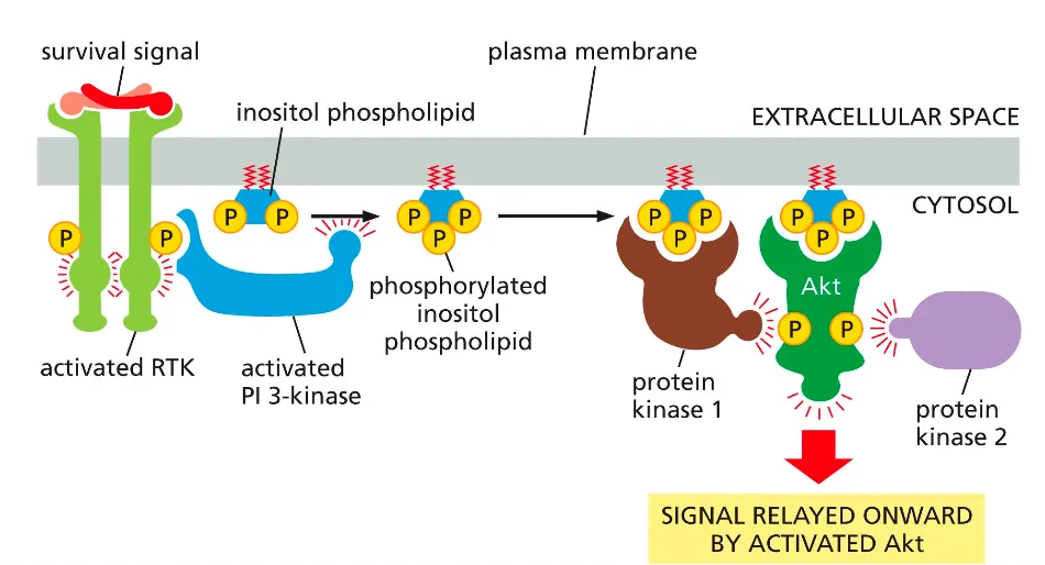 <ul><li><p>A survival signal activates an RTK, which recruits and activates <strong>PI3‑kinase</strong>; PI3K phosphorylates a membrane inositol phospholipid to make PIP₃.</p></li></ul><ul><li><p>PIP₃ recruits protein kinase 1 and <strong>Akt</strong> to the membrane, where Akt is phosphorylated and activated, then goes on to phosphorylate downstream targets that promote cell survival and growth.</p></li></ul><p></p>