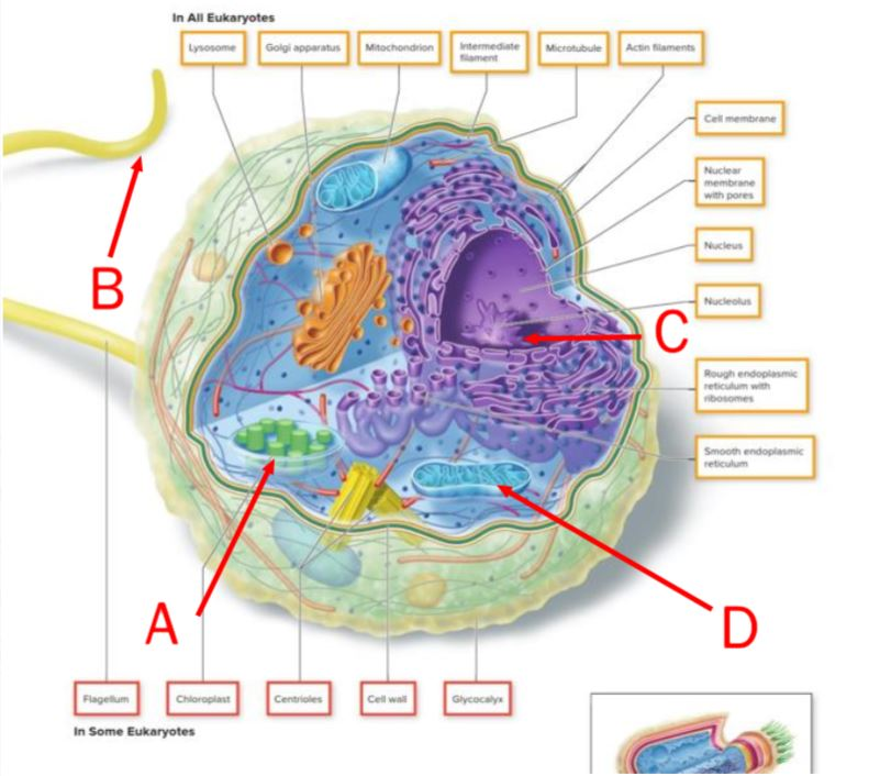 On this image of a cell, the nucleolus can be found in the region labeled by the letter ______.