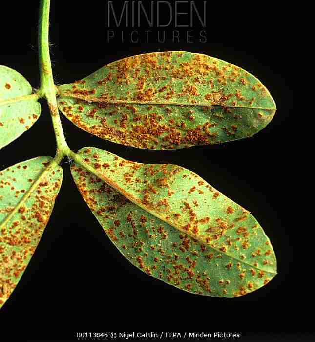 <p>Peanut Rust</p><p>Symptoms:</p><p>• pin-head size, brick-red pustules on underside of the leaf.</p><p>Descriptions:</p><p>• uredospores are subglobose, <span style="font-size: 1.6rem">ellipsoidal or obovoid, aseptate (no cross walls), smooth, and cinnamon brown.</span></p>