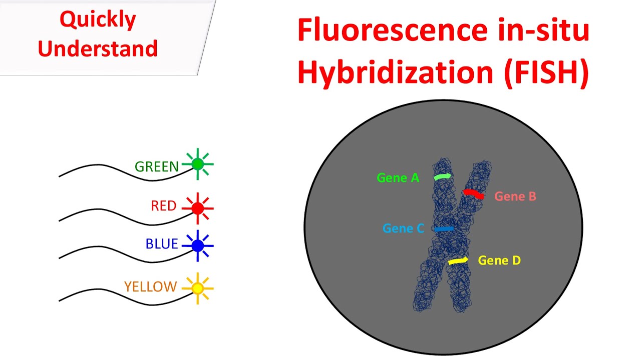 <p>Provides different colors for chromosome pairs, can be used to detect microdeletions </p>