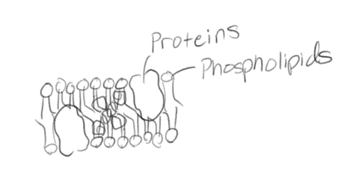<p>Lipids and proteins</p>