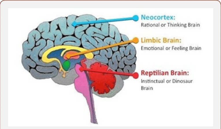 <p>Anterograde amnesia, which is a condition where a person cannot form new memories, but the old ones still remain because they are stored in the<strong> </strong>neocortex</p><p><em>Retrograde amnesia is the loss of old memories</em></p>