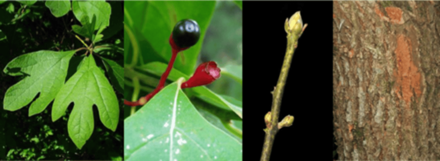 <p>Leaves: alternate; simple, 3-6” long; ovate to elliptical; pinnately veined and variably lobed; entire; green above and below and fragrant when crushed (Froot Loops); </p><p>Twig: slender, green and sometimes pubescent, with a spicy-sweet aroma when broken; </p><p>Buds: ¼” long and green (soft globe); twigs from young plants displayed at a uniform 60 degree angle from main stem. </p><p>Flower: dioecious; small but quite showy, both male and females are bright yellow-green, borne in 2 inch racemes appearing in early to mid-spring. </p><p>Fruit: dark shiny blue, ovoid, fleshy drupes, 1/3” long, that are borne in a red cup attached to a red stalks, held upright, maturing late summer. </p><p>Bark: brown, with cinnamon-brown inner bark, becoming coarsely ridged and furrowed; when cut the spicy aroma is obvious. </p><p>Form/Silvics: intolerant; pioneer species;; best growth on moist, well-drained, sandy soils; can also be found on disturbed sites and in dry to mesic forests, clearings, fence rows, and old fields; small to medium sized tree up to 60’ tall with an irregular often twisted trunk and main branches, usually flattopped crown; root suckering may result in thickets.</p>