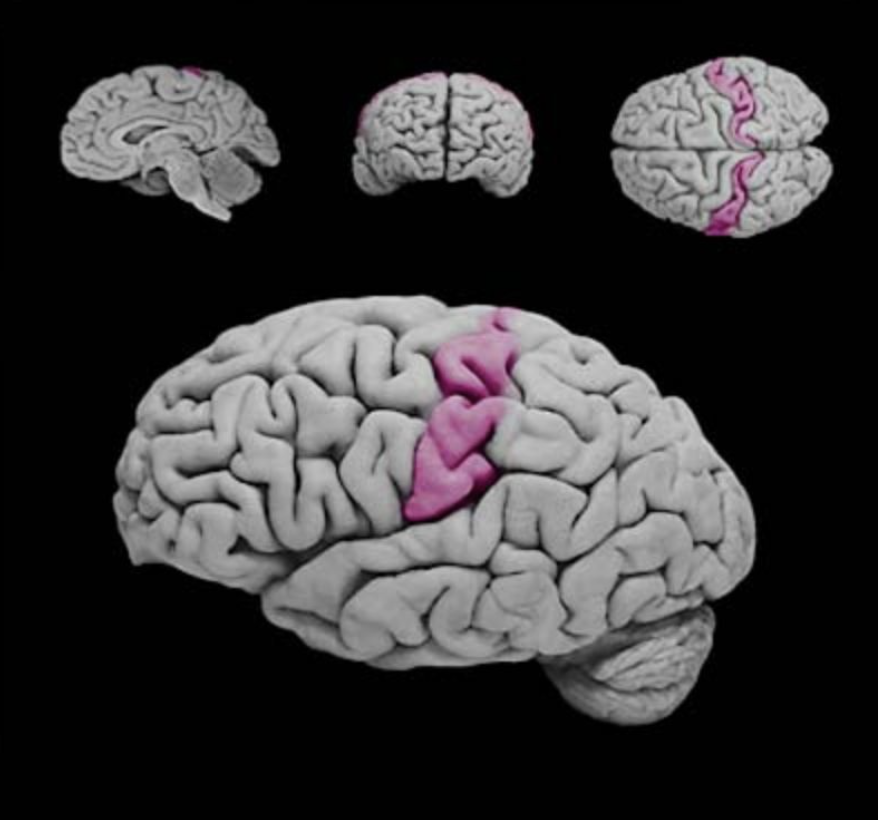 <p>Postcentral gyrus</p>