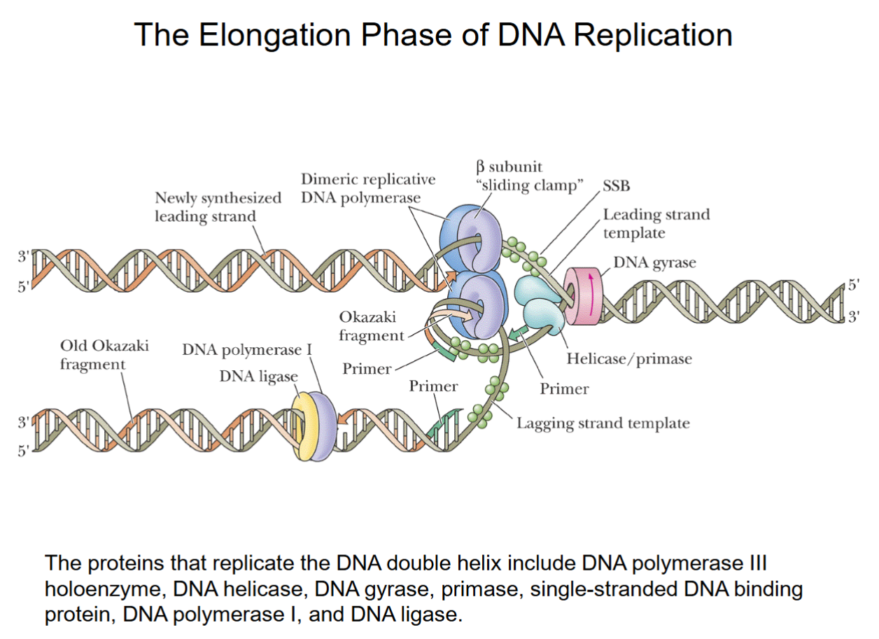 <ul><li><p>DnaB helicase/gyrase work together.</p></li><li><p>Primase produces primers for DNA polymerase to start synthesis (every strand must begin with a primer).</p></li><li><p>SSB tetramers bound temporarily to prevent strands recombining.</p></li><li><p>One part of dimeric replicative DNA polymerase (III holoenzyme) continuously synthesizes the top leading strand from 1 primer (5-10 nucleotide length).</p><ul><li><p>Okazaki fragments produced in lower lagging strand from &gt;1000 primers</p></li></ul></li><li><p>DNA polymerase I removes primers from lagging strand, synthesizes short patch to fill where primers were. DNA ligase joins it to the strand.</p><ul><li><p>After this, lagging strand is fully formed.</p></li></ul></li></ul><p></p>