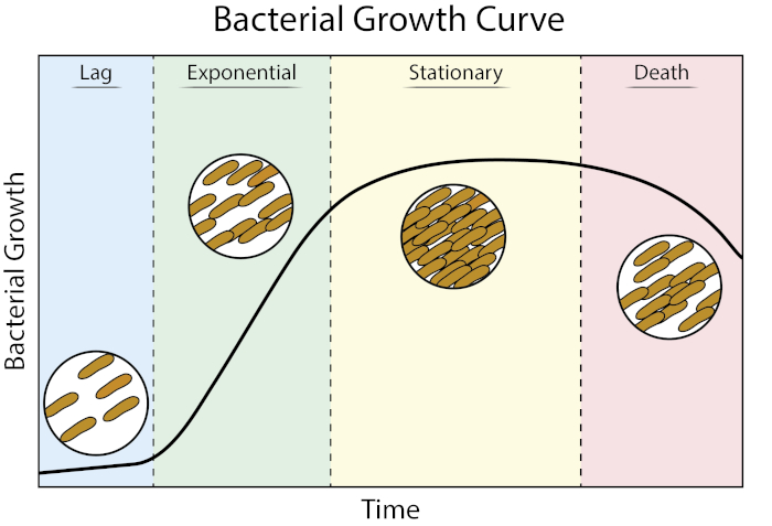 <p><strong>1. Lag phase:</strong> <mark data-color="blue" style="background-color: blue; color: inherit">Preparation </mark>for division with <mark data-color="blue" style="background-color: blue; color: inherit">energy transduction.</mark></p><p><strong>2. <mark data-color="blue" style="background-color: blue; color: inherit">Exponential </mark>growth:</strong> Rapid <mark data-color="blue" style="background-color: blue; color: inherit">logarithmic </mark>increase.</p><p><strong>3. Stationary phase:</strong> Plateau as <mark data-color="blue" style="background-color: blue; color: inherit">nutrients deplete.</mark></p><p><strong>4. Death phase</strong>: Cell decline.</p>