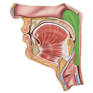 <p>Throat</p>