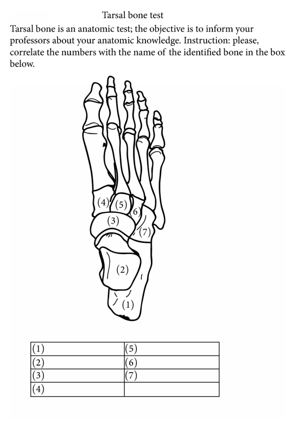 One of the upper 3 tarsals, middle of the three (5)