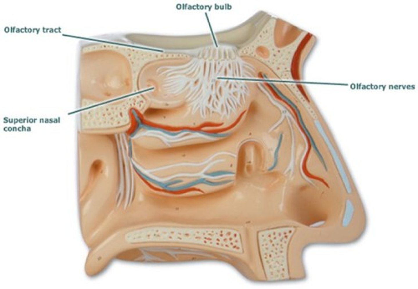 <p>Tissue containing sensory neurons for smell.</p>