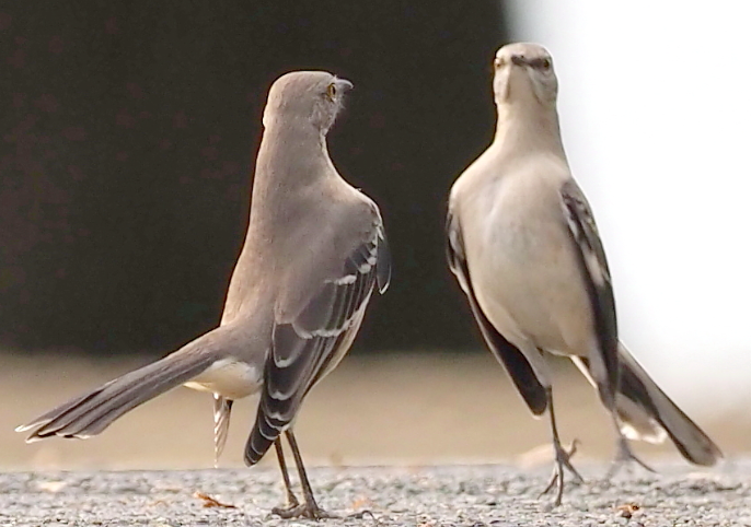 <p>Northern Mockingbird</p>
