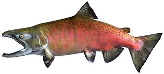 <p>What fish is this?</p>