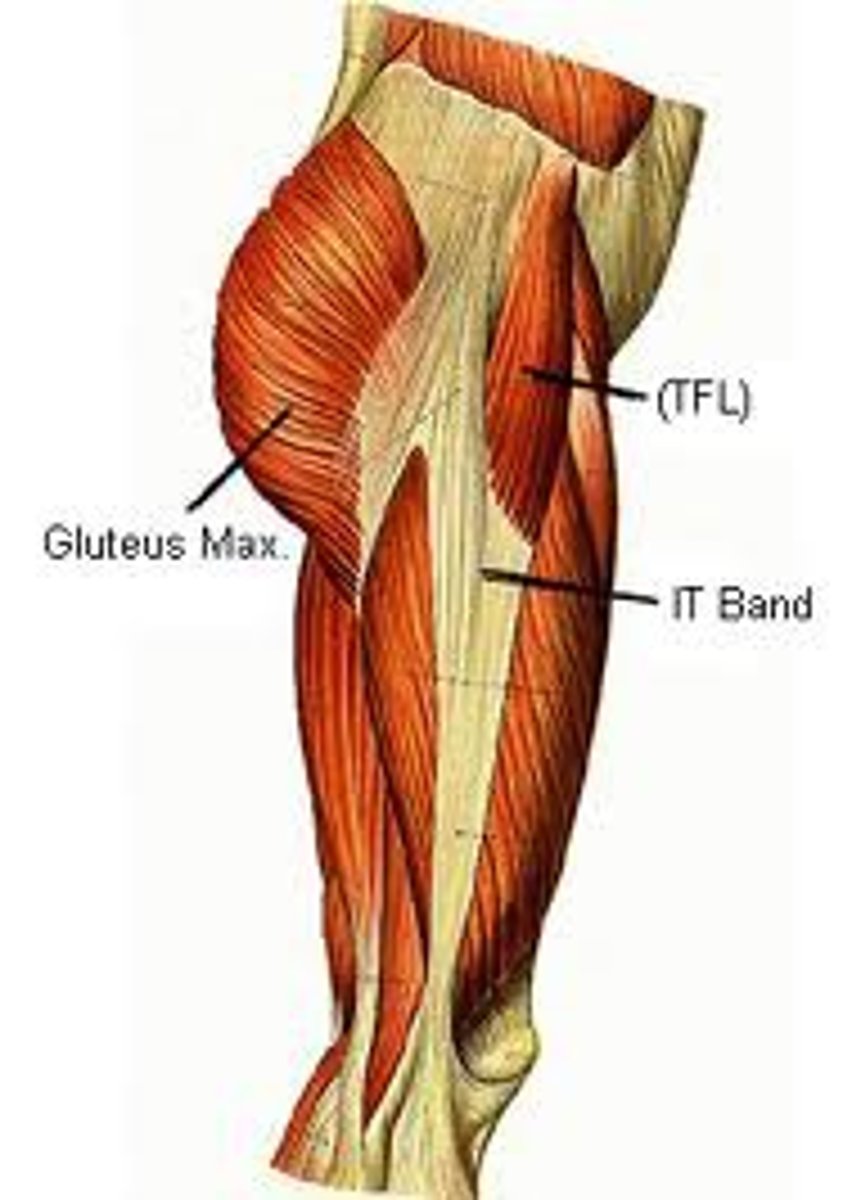 <p>Tensor fasciae latae attachments (origin and insertion)</p>