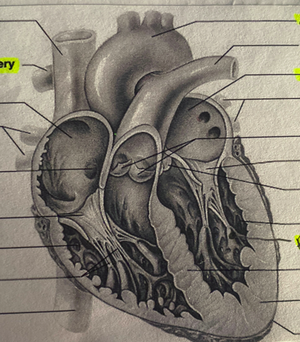 <p>Label: -Aorta -Mitral valve -left atrium -left pulmonary artery -tricuspid valve -left pulmonary artery -aortic semilunar valve -left ventricle -papillary muscle -interventricular septum -myocardium -apex -inferior vena cava -chordae tendineae -right ventricle -right pulmonary artery -fossa ovalis -right pulmonary veins -right atrium -bicuspid valve -superior vena cava</p>