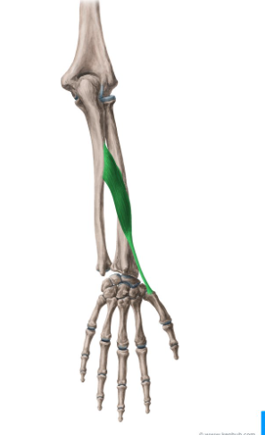 <p>What is this muscle called?</p>