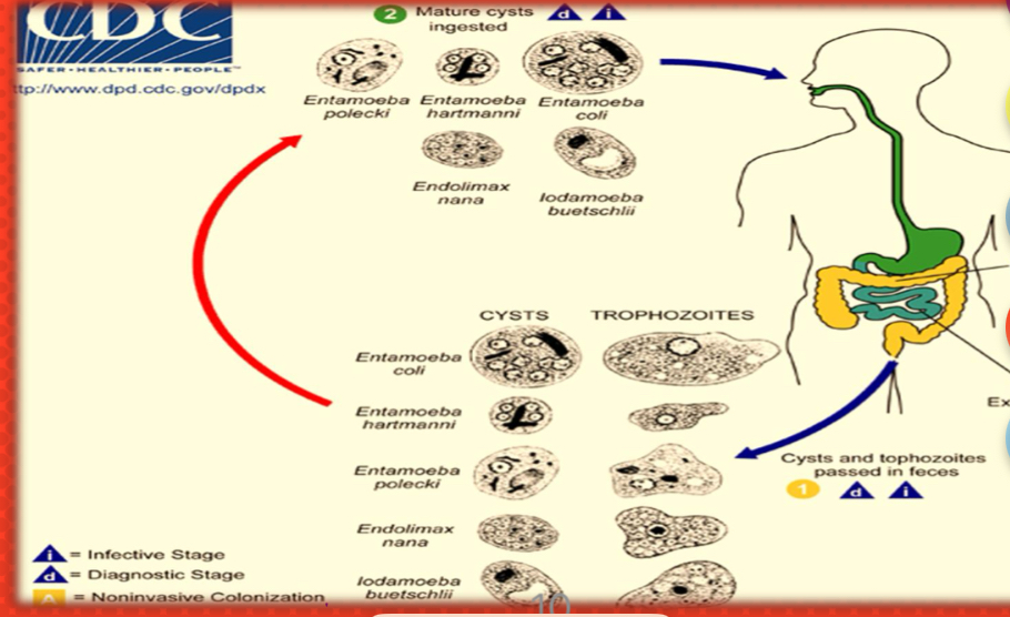 <p>Life cycle?</p>