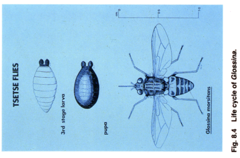 <p>Lays one larva at a time</p>