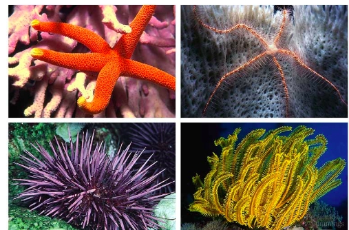 <p>Echinoderms are marine invertebrates with a CaCO3 endoskeleton and water vascular system. They exhibit deuterostome development, have a complete digestive tract, and lack segmentation. While they lack respiratory and circulatory systems, their well-developed true coelom helps with these functions. The coelom of females often fills with eggs during spawning. Echinoderms use broadcast spawning for gamete dispersal and have indirect development.</p><p>Show bilateral symmetry, but only as larvae.</p><p>Unlike the larvae adult echinoderms have pentamerous symmetry (a type of radial symmetry) in multiples of 5s (examples 5 or 10 arms in sea stars, 5 rows of tube feet in sea urchins) </p><p>They have an internal skeleton or endoskeleton composed of CaCO3 ossicles or plates. Wehn the animal dies the endoskeleton remains and is called a test. </p>