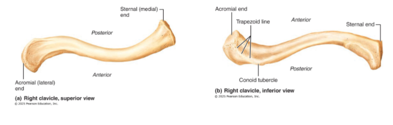 <ul><li><p>collarbones</p></li><li><p>mildly S-shaped sternal end articulates with the sternum (curvature ensures outward fracture, away from subclavian artery)</p></li><li><p>Flattened acromial end articulates laterally with scapula</p></li><li><p>sternal end articulates with manubrium</p></li><li><p>insertion points for muscles, also a brace to push arms laterally</p></li></ul><p></p>
