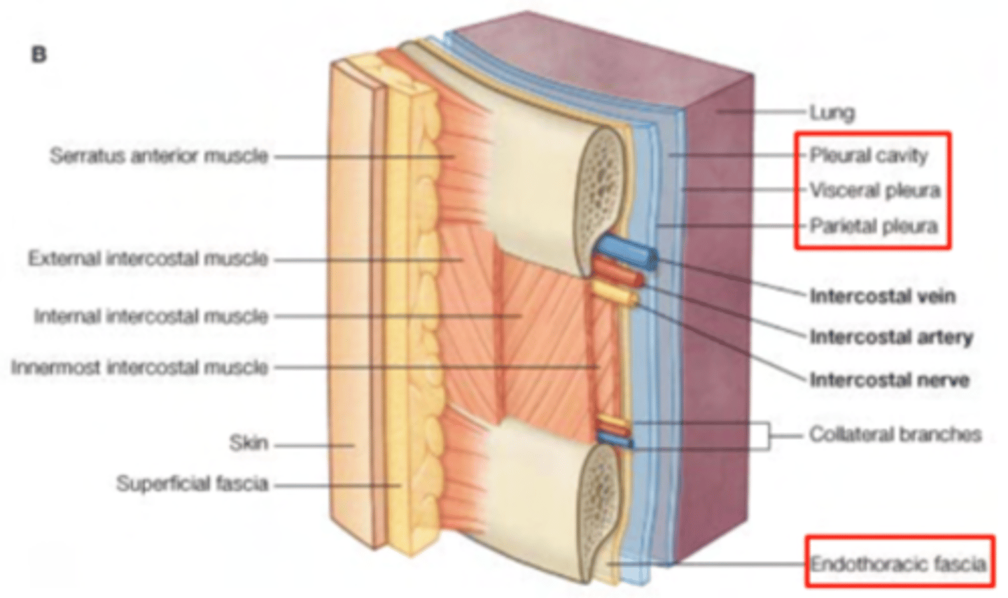 <p>A layer of connective tissue located between the parietal pleura and the structures of the thoracic wall, such as:Intercostal musclesRibs</p><p>It provides a protective layer and serves as a cushion, ensuring that the parietal pleura is not directly in contact with the thoracic wall.</p>