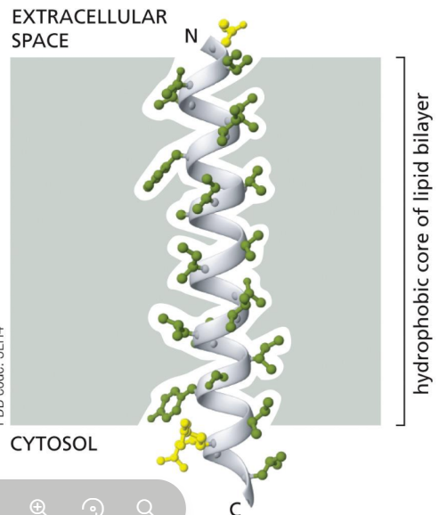 <p><span> held in the hydrophobic core of the lipid bilayer and CANNOT be released easily&nbsp;</span></p><ul><li><p class="Paragraph SCXW53471049 BCX0" style="text-align: left"><span>Function on BOTH sides of the bilayer/transport molecules across it&nbsp;</span></p></li></ul><ul><li><p class="Paragraph SCXW53471049 BCX0" style="text-align: left"><span>Membrane-spanning domains contact hydrophobic part of lipid bilayer (tails)&nbsp;</span></p><ul><li><p class="Paragraph SCXW53471049 BCX0" style="text-align: left"><span>Because the inside of the membrane bilayer is hydrophobic, the transmembrane domains are made of non-polar amino acids&nbsp;</span></p><ul><li><p class="Paragraph SCXW53471049 BCX0" style="text-align: left"><span>Since every peptide bond is polar and no water is present in the bilayer, the amino acids form hydrogen bonds with each other, so peptide chain curls into an alpha-helix as it crosses bilayer&nbsp;</span></p></li></ul></li></ul></li><li><p class="Paragraph SCXW53471049 BCX0" style="text-align: left"><span>types: single pass, multi pass, and beta barrels<br></span></p></li></ul><p></p>