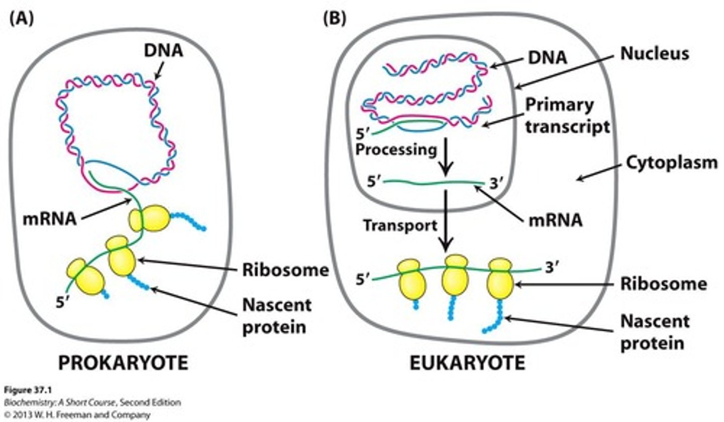 <p>The primary transcript serves as mRNA and is used immediately as a template for protein synthesis.</p>