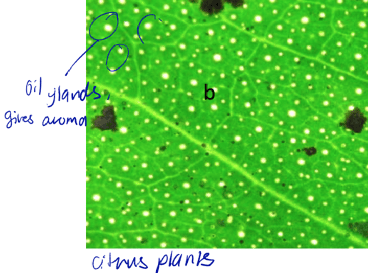 <p>development of large intercellular spaces thru cell breakdown</p>