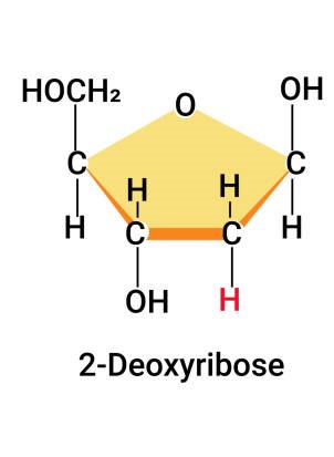 Found in DNA