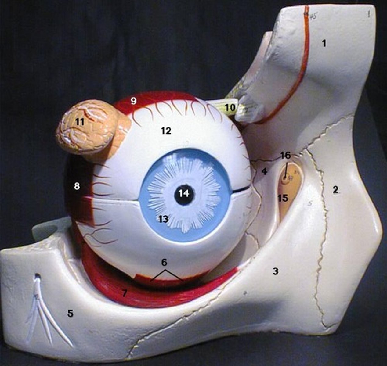 <p>7: partially wrapping around muscle on bottom of eye</p>