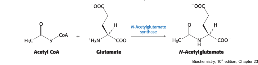 <p>the key regulatory enzyme for <strong>urea synthesis</strong></p><ul><li><p>carbamoyl phosphate synthetase I:</p><ul><li><p>requires the <u>allosteric regulator N-acetylglutamate</u> for activity </p></li><li><p>is <strong>inhibited</strong> by acetylation and <strong>stimulated</strong> by deactylation</p></li></ul></li><li><p>N-acetylglutamate synthase = catalyzes the <strong>synthesis</strong> of <u>N-acectylglutamate</u></p><ul><li><p><strong>activated</strong> when AA are readily available </p></li></ul></li></ul><p></p>