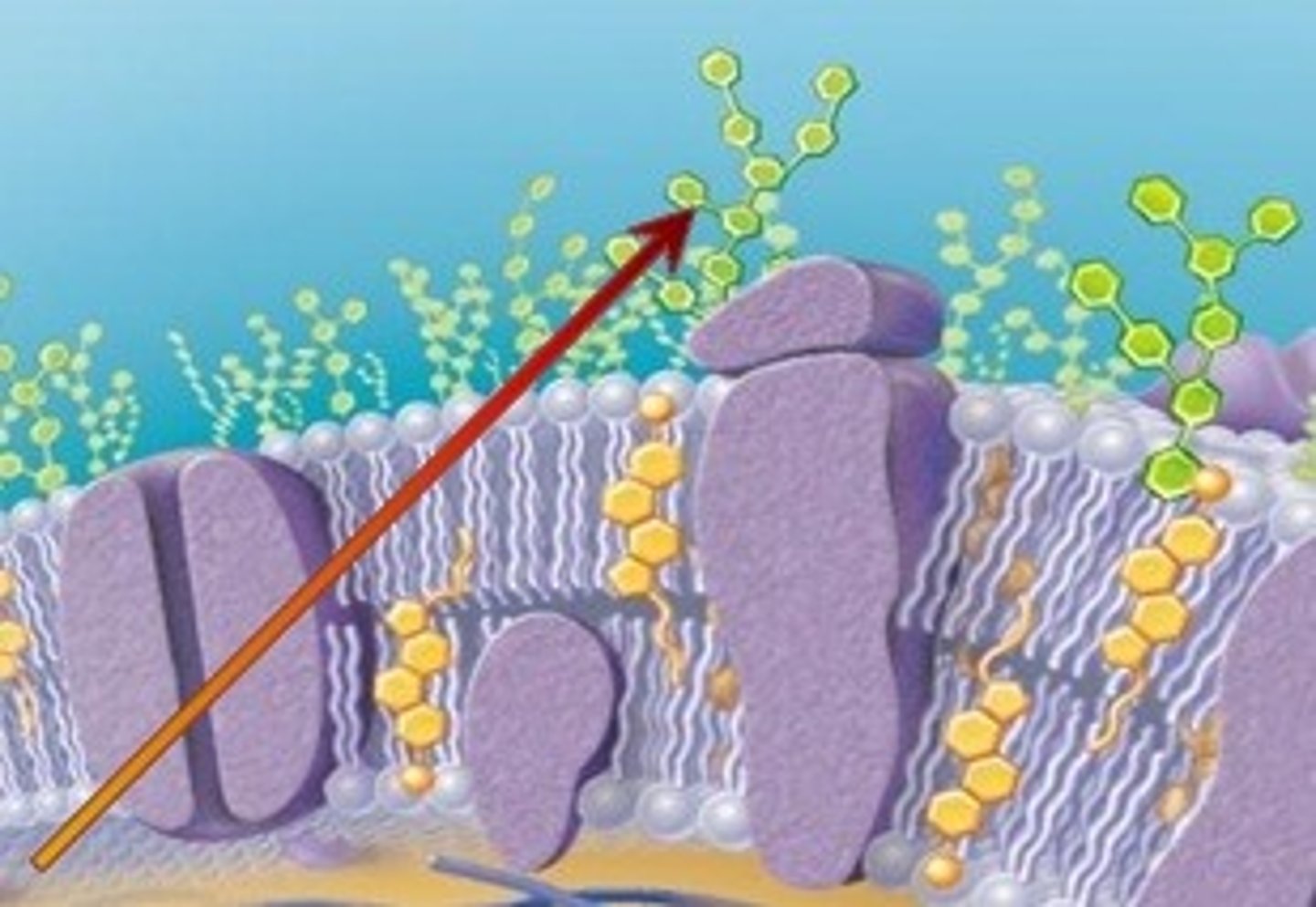 <p>Polysaccharide coating on bacteria</p>