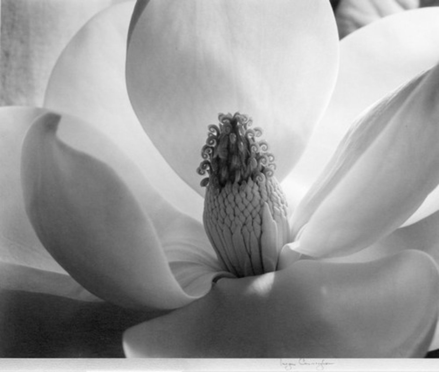 <p>Photographed plant forms</p>
