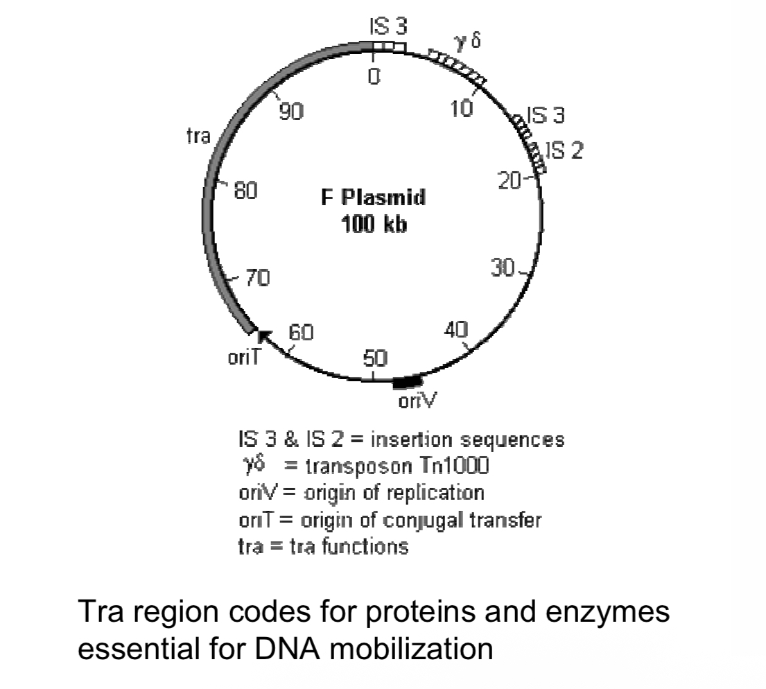 <p>F (fertility) factor</p><p></p>