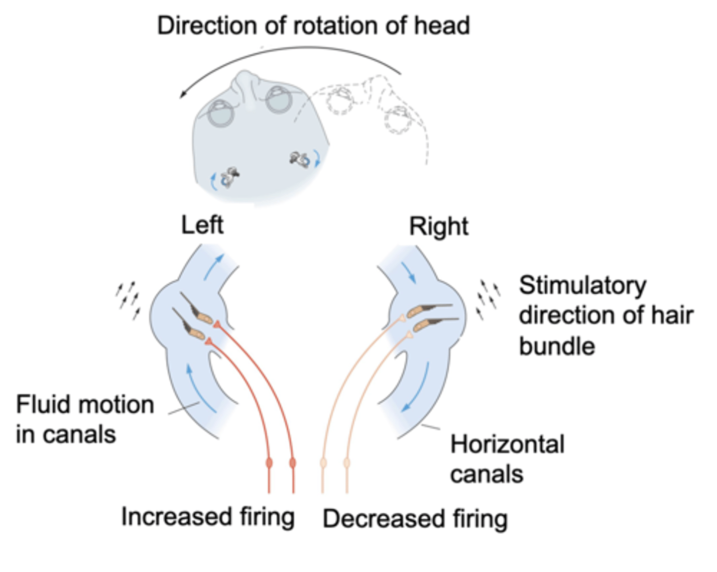 <p>Semicircular canals on either side of the head work in ...?</p>