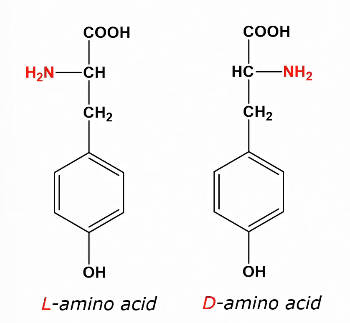<ul><li><p>As amino acids are chiral, they can have the same molecular formula but a different structure.&nbsp;</p></li><li><p>The L variant of amino acids occurs naturally</p></li><li><p>During processing, amino acids can turn into D amino acids which are not digested well.&nbsp;</p></li></ul><p></p>