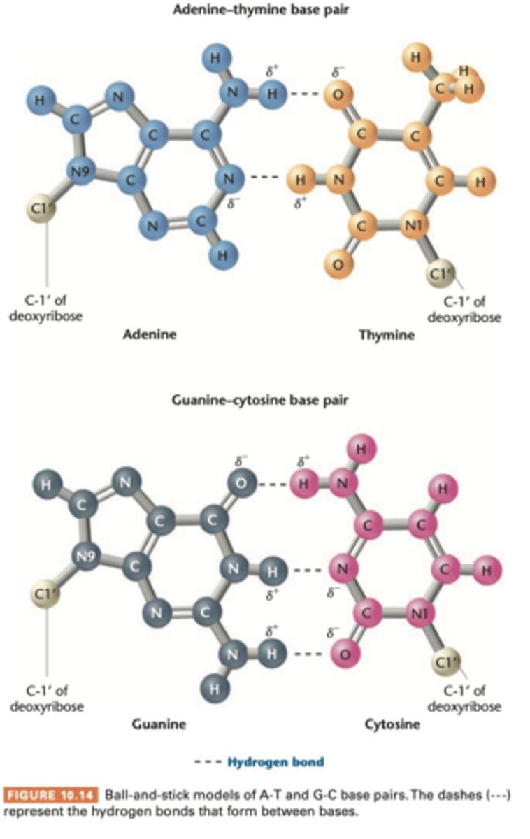<p>very weak electrostatic attraction between a covalently bonded hydrogen atom and an atom with an unshared electron pair</p><p>assumed a partial positive charge while the unshared electron pair assumes a partial negative charge</p><p>opposite charges are responsible for the weak chemical attraction that is the basis of h bonds</p><p>a and t have 2</p><p>g and c have 3</p>