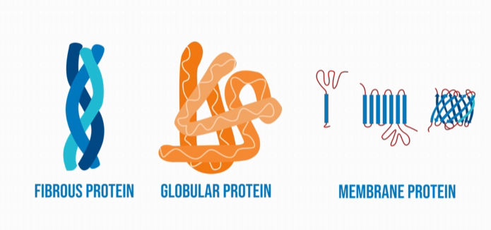 <p>Fibrous = structural (e.g., collagen); Globular = functional (e.g., enzymes); Membrane = embedded in cell membranes.</p>