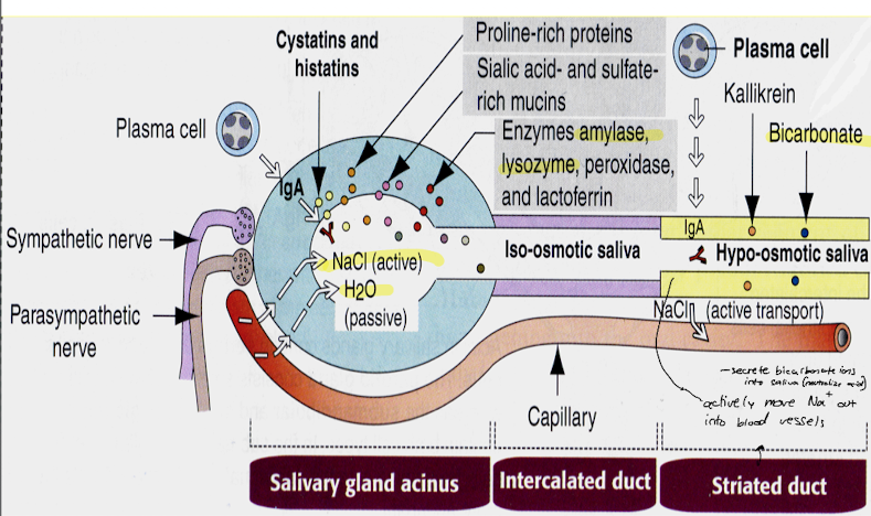 <ul><li><p>acinar cell makes saliva and dumps it into the lumen continuous with the intercalated duct and it goes to striated duct </p></li><li><p>acinar cell actively pumps Na+ and Cl- which are resorbed in the striated duct </p></li><li><p>Kallikrein is a protease released into striated duct that modifies proteins in saliva </p></li><li><p>bicarbonate is released into striated duct to neutralize the acid and create buffering capacity </p></li></ul>