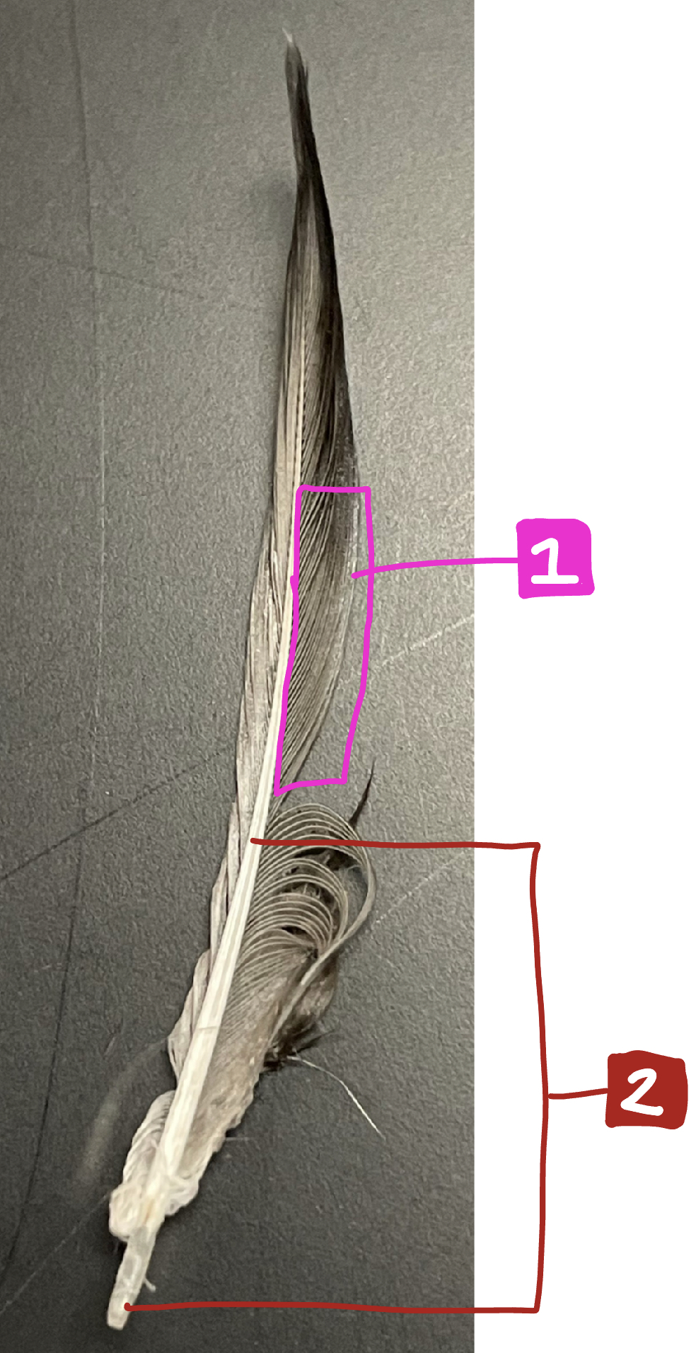 What feature of the external anatomy is #2?