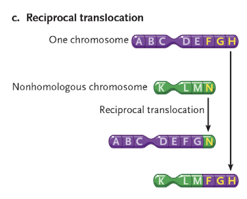 <p>interchange of genetic parts from nonhomologous chromosomes</p>