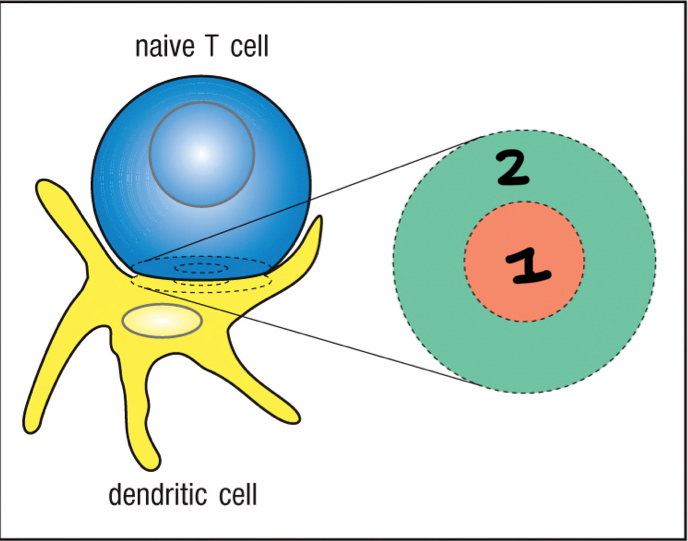 <p>2; part of T cell synapse that includes LFA-1, ICAM-1; triggers signal transduction in T cells</p>