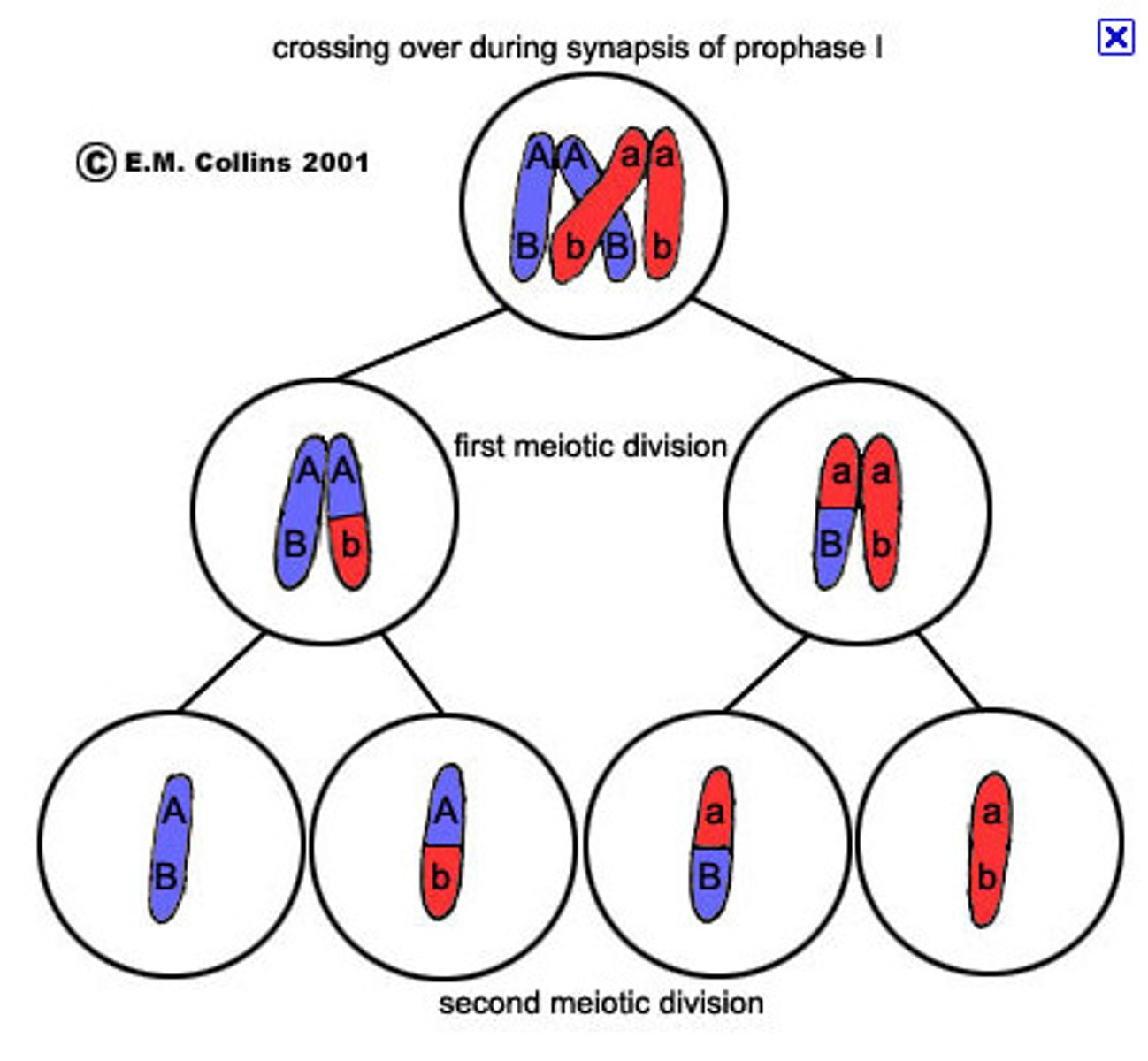 <p>replicated homologs are split into two new cells, two chromatids in each</p>