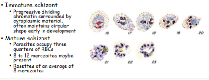 <p>What is the genus, species, and stage of this parasite?</p>
