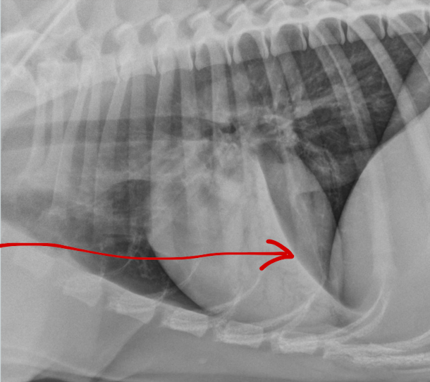 <p>What lung pattern? What is the arrow pointing to? </p>