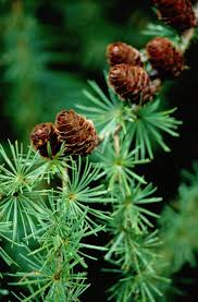 <p>Deciduous conifer, soft narrow needles in tufts, spur shoots, terminal buds in center of spur shoots, cones have papery scales like spruce but are held erect, flaky bark&nbsp;</p>