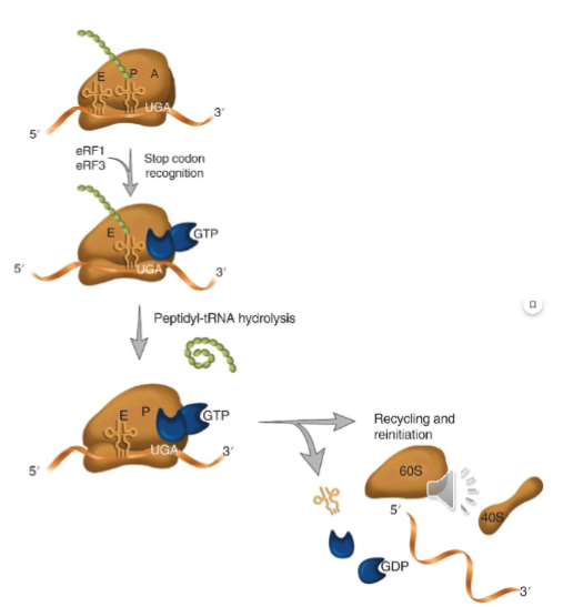 <p>there is no tRNA at stop codons (UGA, UAA, UAG)</p><p>the stop codon in the A site is recognized by the release factors</p><ul><li><p>with no charged tRNA, nascent peptide gets released once the ester bond linking the polypeptide to the P-site tRNA is hydrolyzed</p></li><li><p>ribosome can be disassociated and recycled</p></li></ul><p></p>