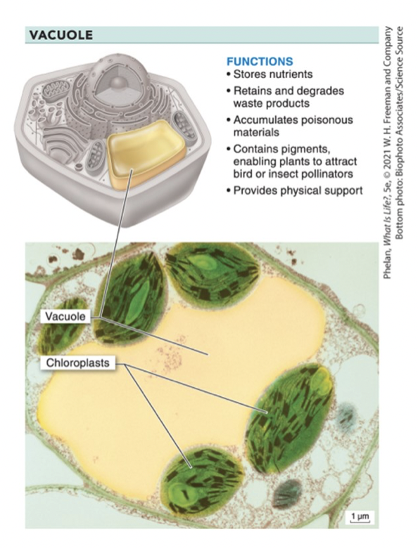 <p>vacuoles</p>