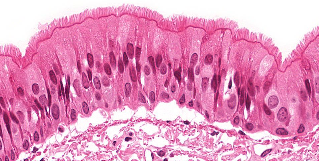 <p>Identify!</p>