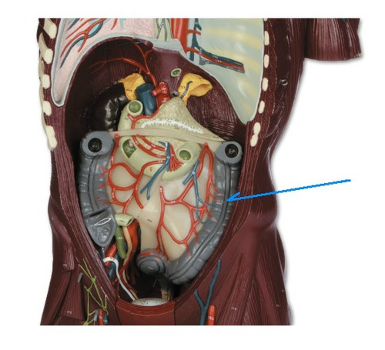 <p>Identify the structure, organ, or bone.</p>