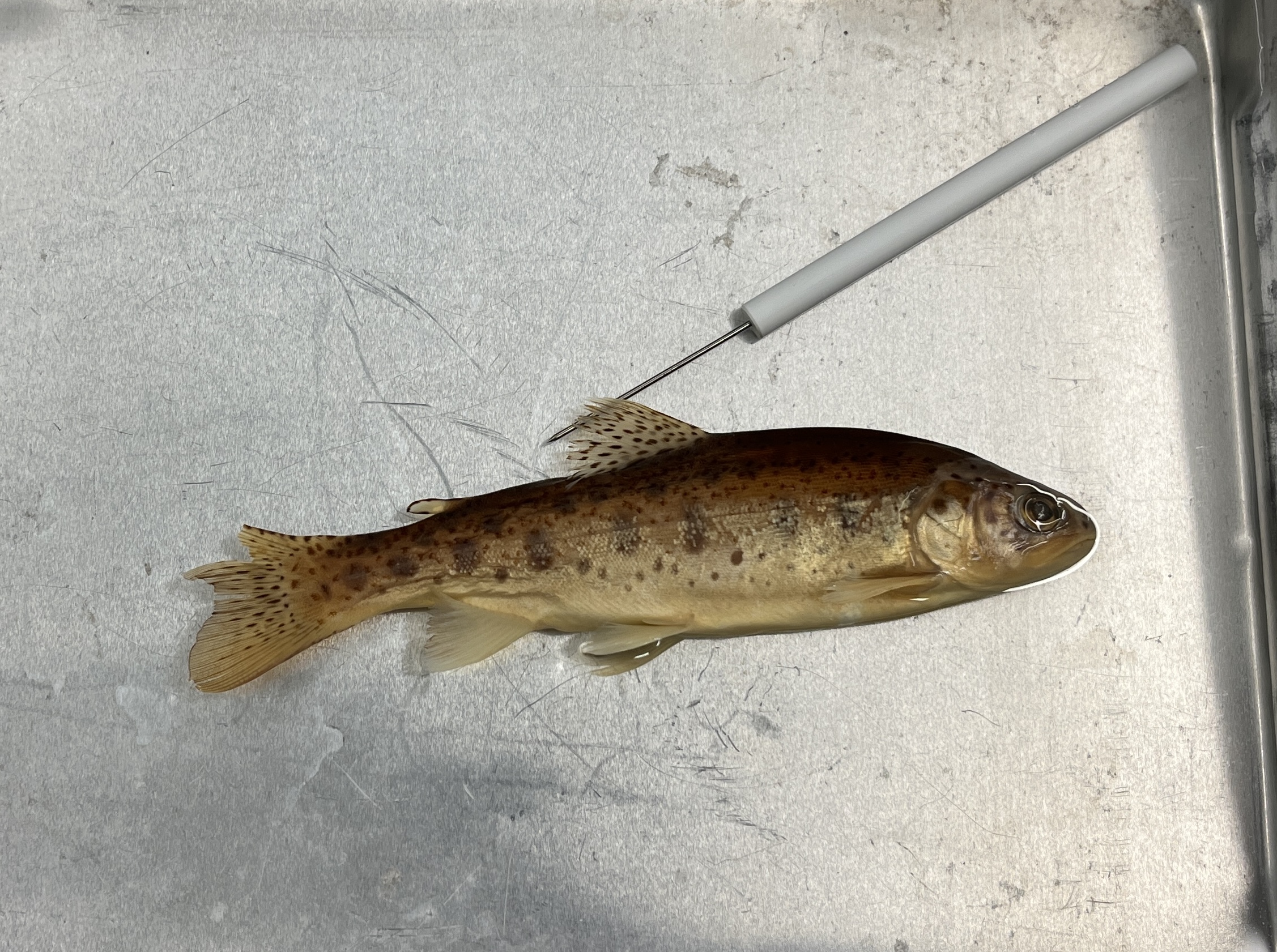 <p>Rainbow Trout</p>